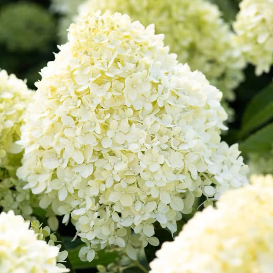 ‘Living Cotton Cream’ - Bugás Hortenzia - Hydrangea paniculata 3 ‘Living Cotton Cream’ - Bugás Hortenzia - Hydrangea paniculata - Image 3