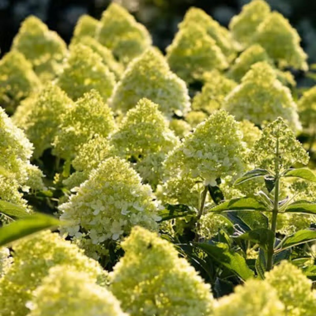 ‘Living Cotton Cream’ - Bugás Hortenzia - Hydrangea paniculata 2 ‘Living Cotton Cream’ - Bugás Hortenzia - Hydrangea paniculata - Image 2