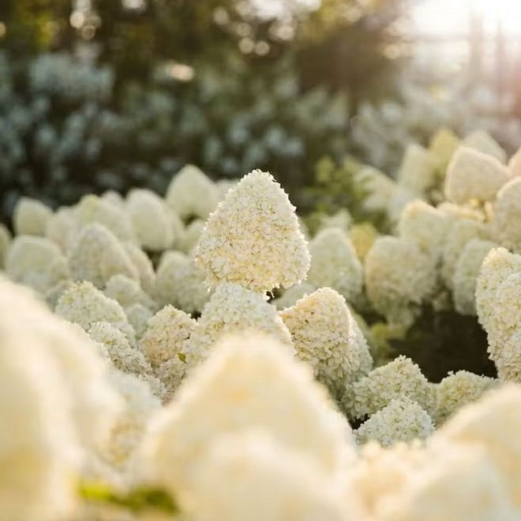 ‘Living Cotton Cream’ - Bugás Hortenzia - Hydrangea paniculata 1 ‘Living Cotton Cream’ - Bugás Hortenzia - Hydrangea paniculata