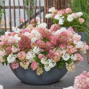 Főoldal 7 ‘Groundbreaker Blush’ - Bugás Hortenzia - Hydrangea paniculata