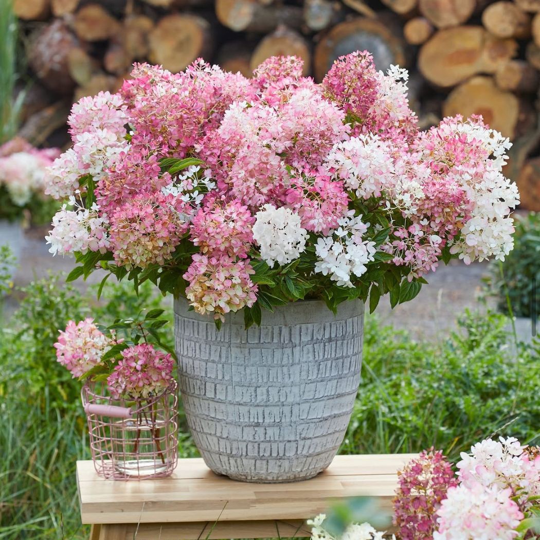 ‘Groundbreaker Blush’ - Bugás Hortenzia - Hydrangea paniculata 2 ‘Groundbreaker Blush’ - Bugás Hortenzia - Hydrangea paniculata - Image 2