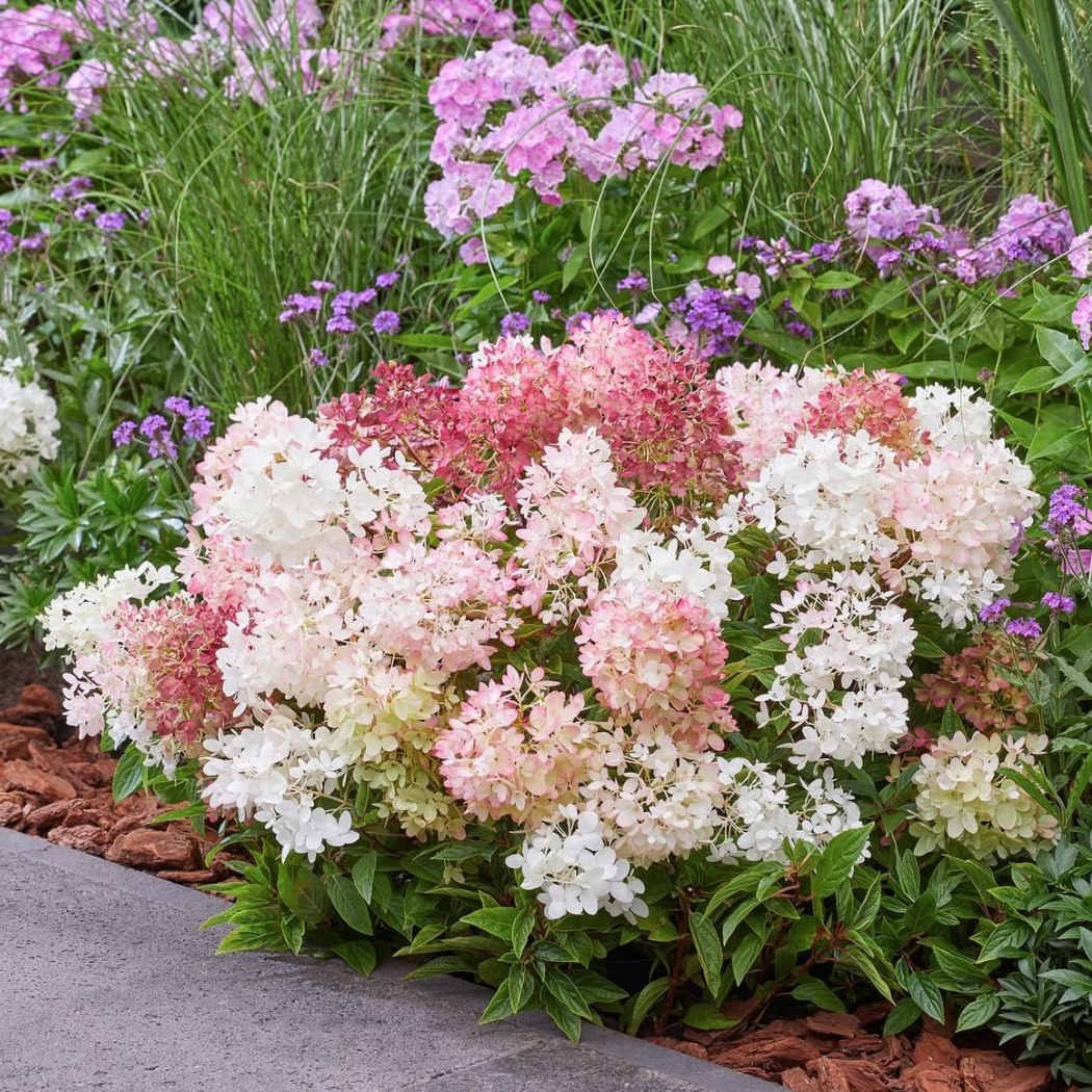 ‘Groundbreaker Blush’ - Bugás Hortenzia - Hydrangea paniculata 3 ‘Groundbreaker Blush’ - Bugás Hortenzia - Hydrangea paniculata - Image 3