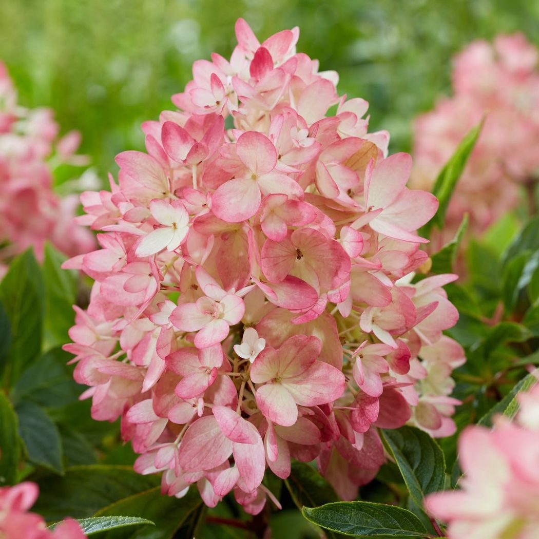 ‘Groundbreaker Blush’ - Bugás Hortenzia - Hydrangea paniculata 4 ‘Groundbreaker Blush’ - Bugás Hortenzia - Hydrangea paniculata - Image 4