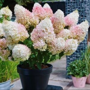 ‘Living Little Bloosom’ - Bugás Hortenzia - Hydrangea paniculata