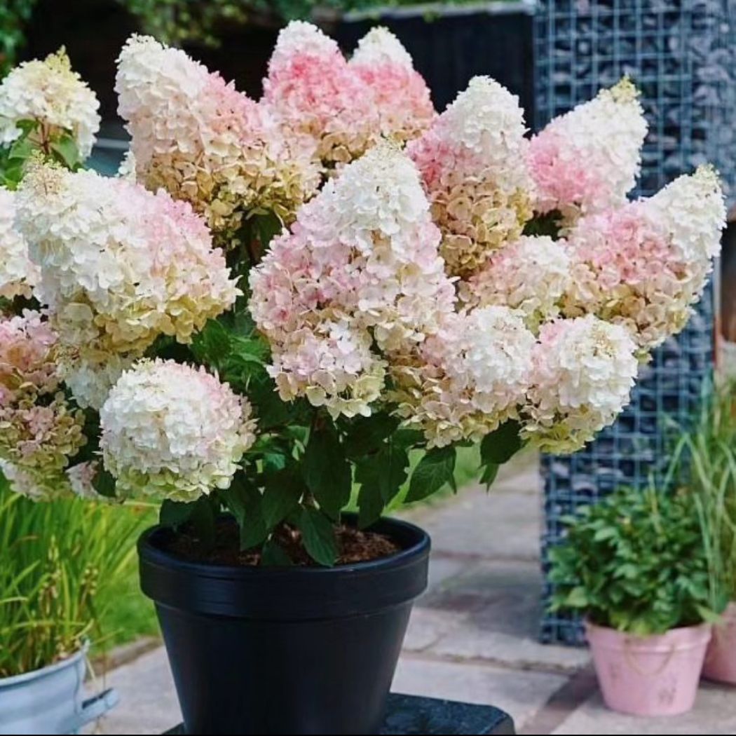 ‘Living Little Bloosom’ - Bugás Hortenzia - Hydrangea paniculata 1 ‘Living Little Bloosom’ - Bugás Hortenzia - Hydrangea paniculata