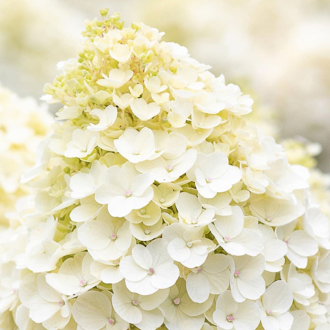 ‘Living Little Bloosom’ - Bugás Hortenzia - Hydrangea paniculata 4 ‘Living Little Bloosom’ - Bugás Hortenzia - Hydrangea paniculata - Image 4