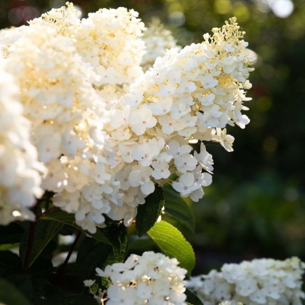 ‘Living Little Bloosom’ - Bugás Hortenzia - Hydrangea paniculata 3 ‘Living Little Bloosom’ - Bugás Hortenzia - Hydrangea paniculata - Image 3