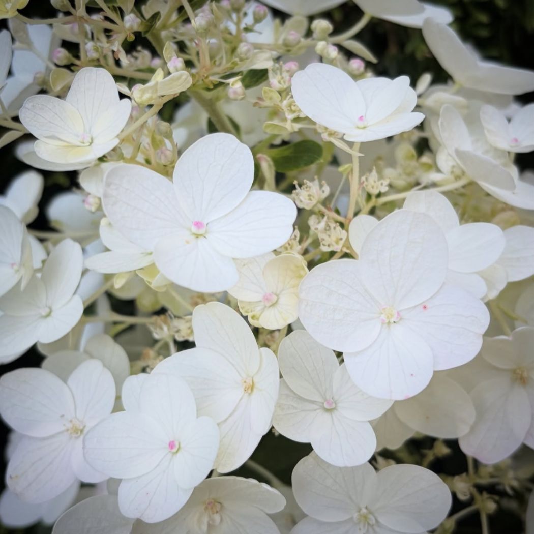 ‘Living Little Bloosom’ - Bugás Hortenzia - Hydrangea paniculata 2 ‘Living Little Bloosom’ - Bugás Hortenzia - Hydrangea paniculata - Image 2