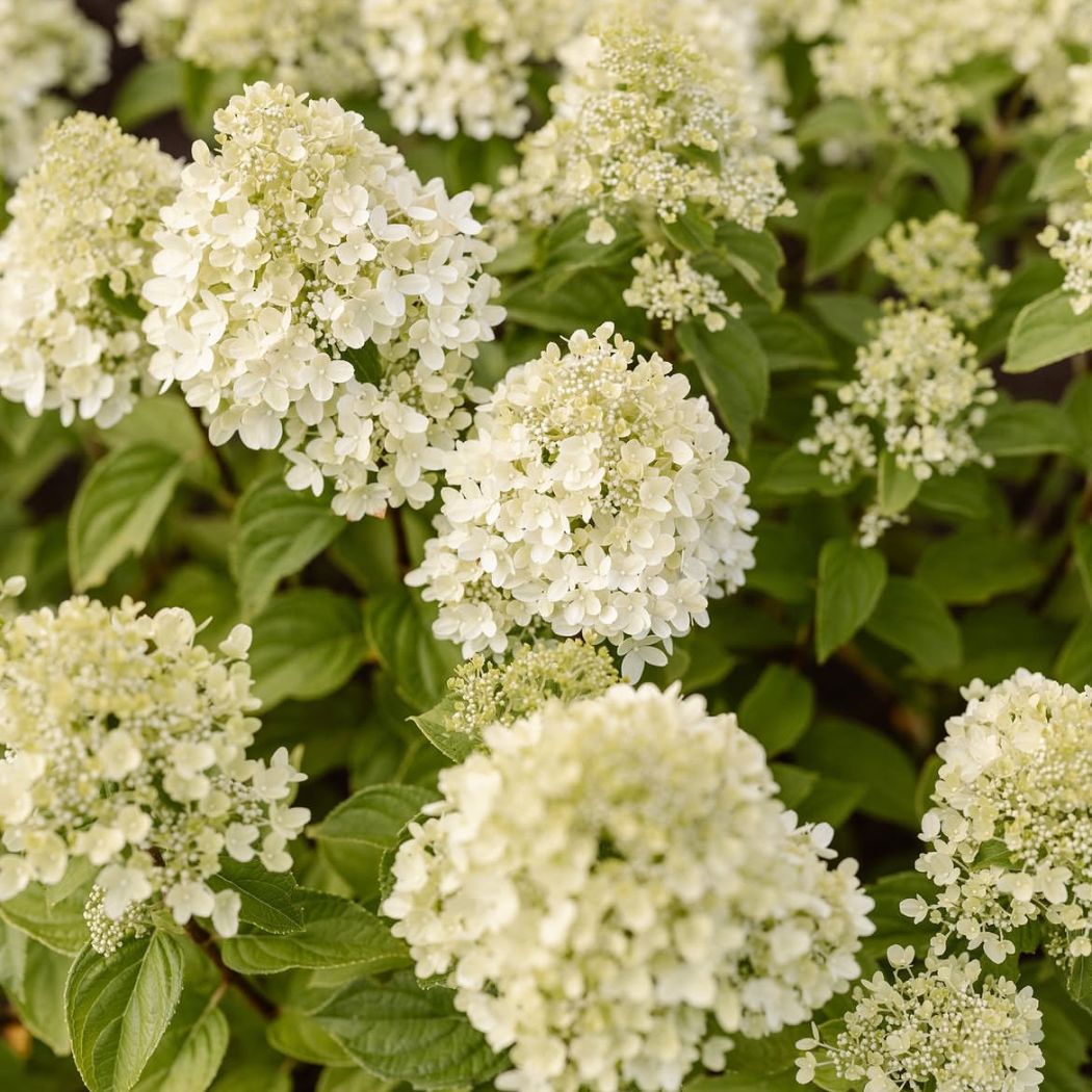 ‘Living Little Passion’ - Bugás Hortenzia - Hydrangea paniculata 1 ‘Living Little Passion’ - Bugás Hortenzia - Hydrangea paniculata