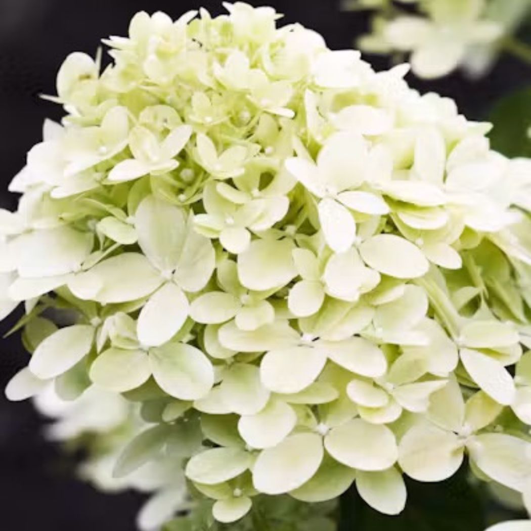 ‘Living Little Passion’ - Bugás Hortenzia - Hydrangea paniculata 2 ‘Living Little Passion’ - Bugás Hortenzia - Hydrangea paniculata - Image 2