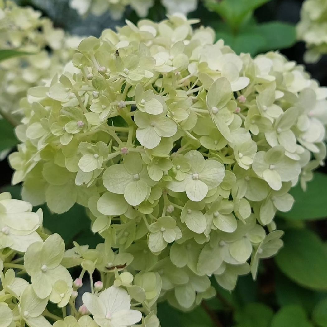 ‘Petite Cherry’ - Bugás Hortenzia - Hydrangea paniculata 3 ‘Petite Cherry’ - Bugás Hortenzia - Hydrangea paniculata - Image 3
