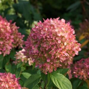 ‘Petite Cherry’ - Bugás Hortenzia - Hydrangea paniculata