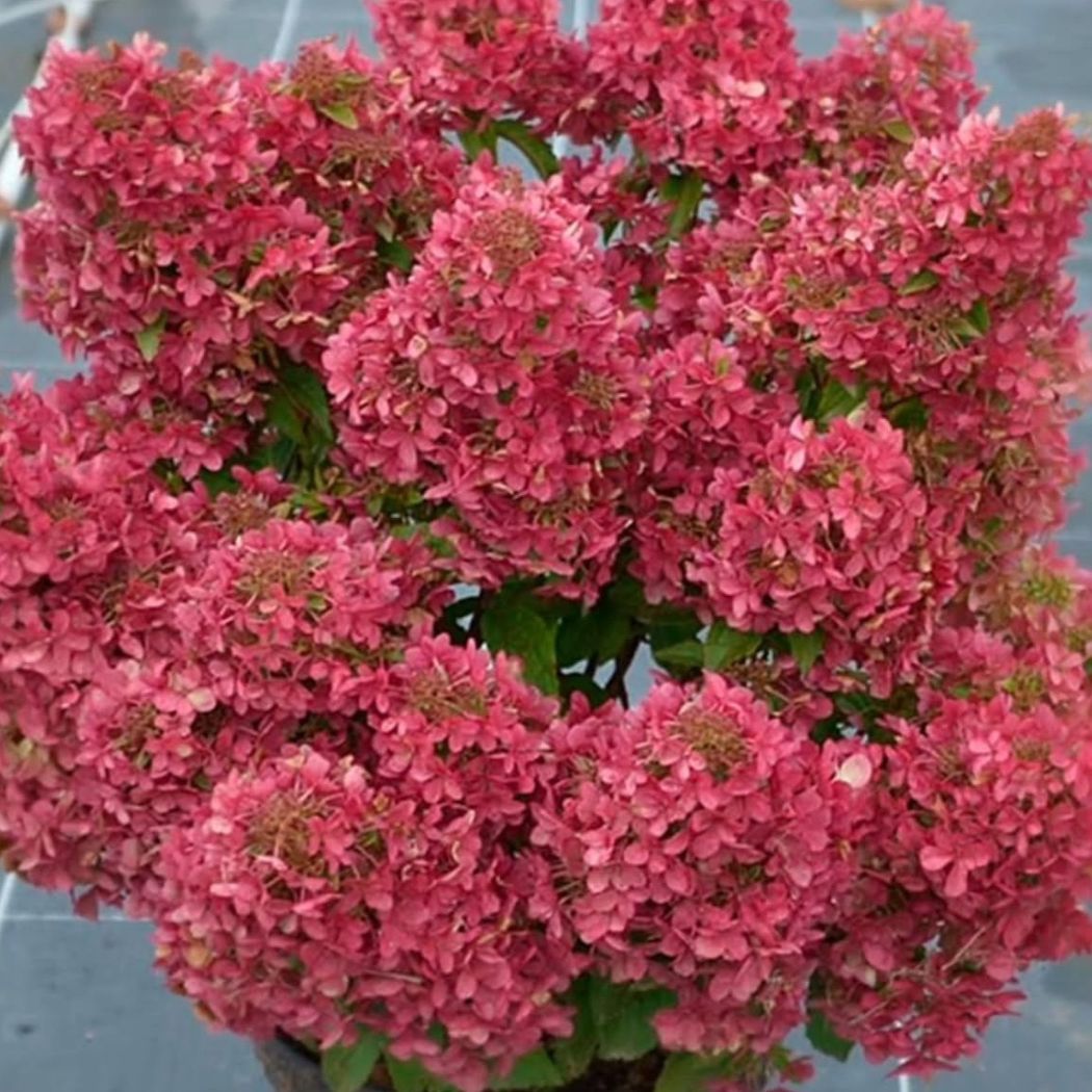 ‘Petite Cherry’ - Bugás Hortenzia - Hydrangea paniculata 2 ‘Petite Cherry’ - Bugás Hortenzia - Hydrangea paniculata - Image 2