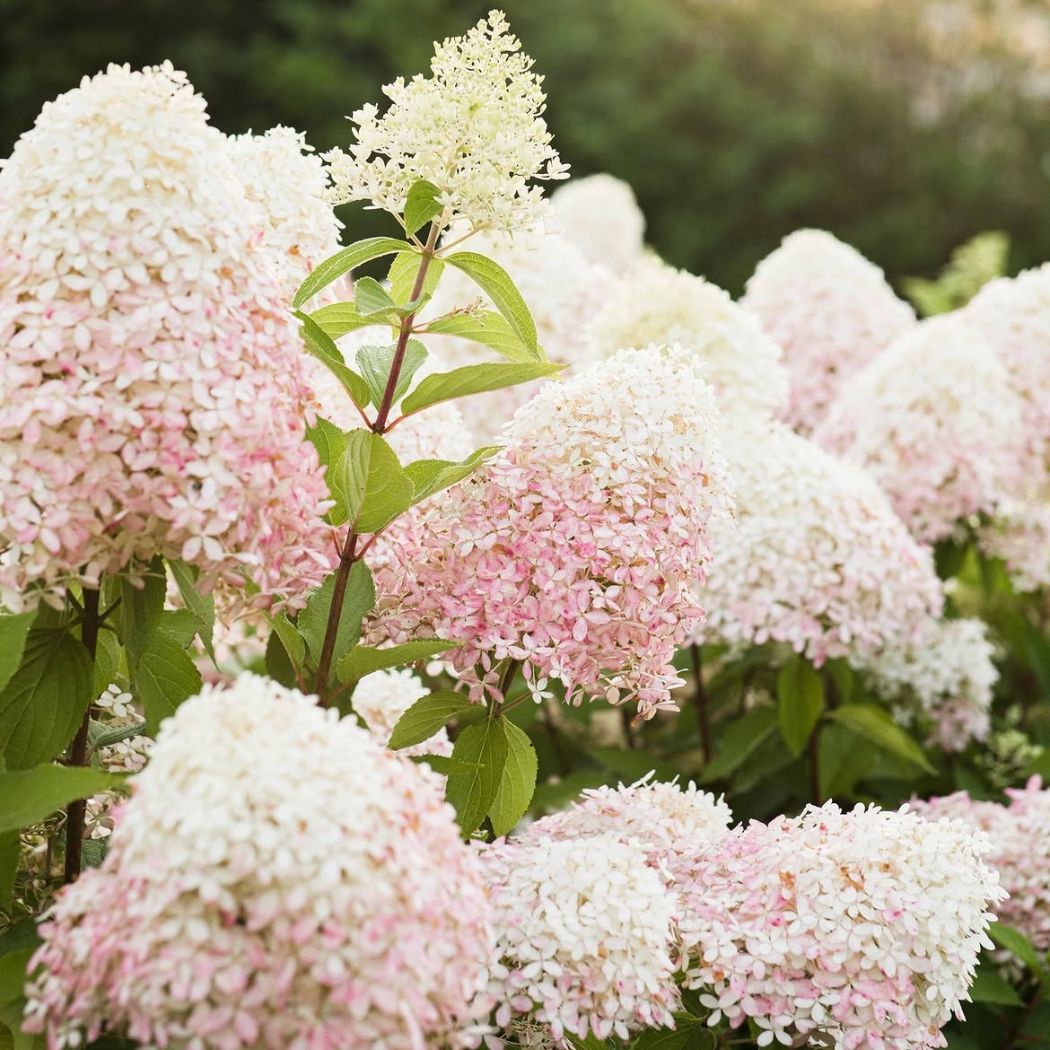 ‘Living Royal Flower’ - Bugás Hortenzia - Hydrangea paniculata 1 ‘Living Royal Flower’ - Bugás Hortenzia - Hydrangea paniculata