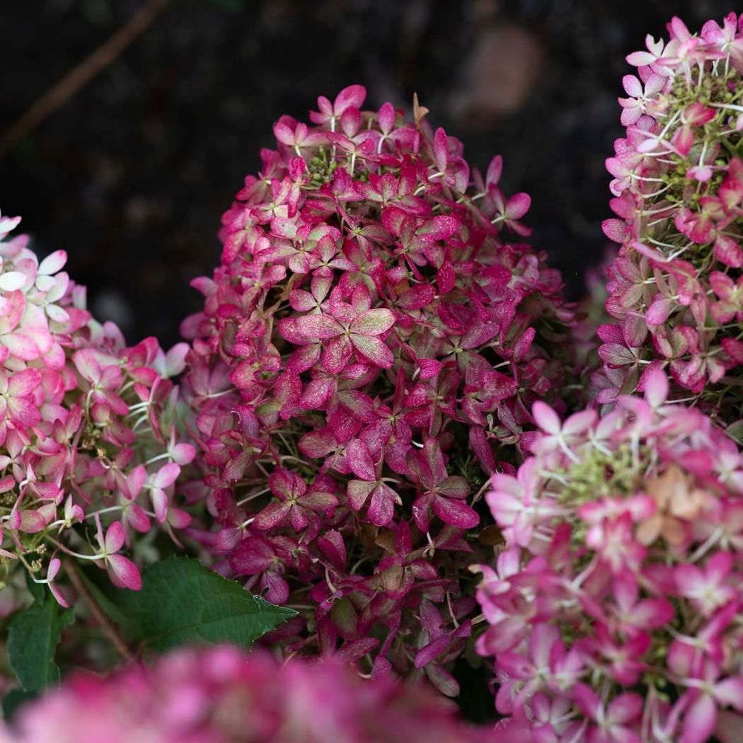 ‘Living Royal Flower’ - Bugás Hortenzia - Hydrangea paniculata 3 ‘Living Royal Flower’ - Bugás Hortenzia - Hydrangea paniculata - Image 3