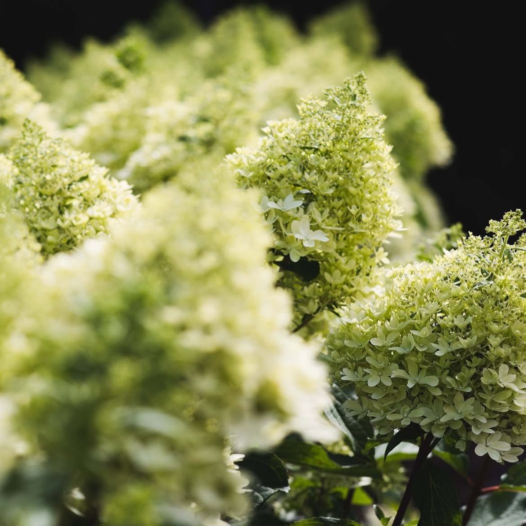 ‘Living Royal Flower’ - Bugás Hortenzia - Hydrangea paniculata 2 ‘Living Royal Flower’ - Bugás Hortenzia - Hydrangea paniculata - Image 2