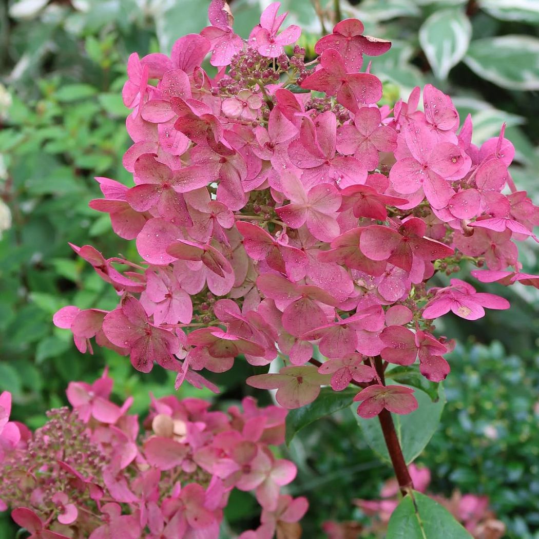 ‘Wim’s Red’ - Bugás hortenzia - Hydrangea paniculata 1 ‘Wim’s Red’ - Bugás hortenzia - Hydrangea paniculata