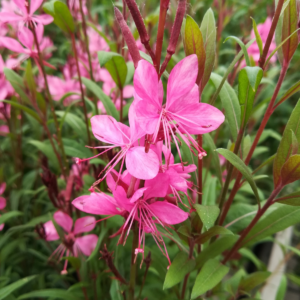 Évelő díszgyertya – Oenothera lindheimeri (Gaura) ‘Siskiyou Pink’