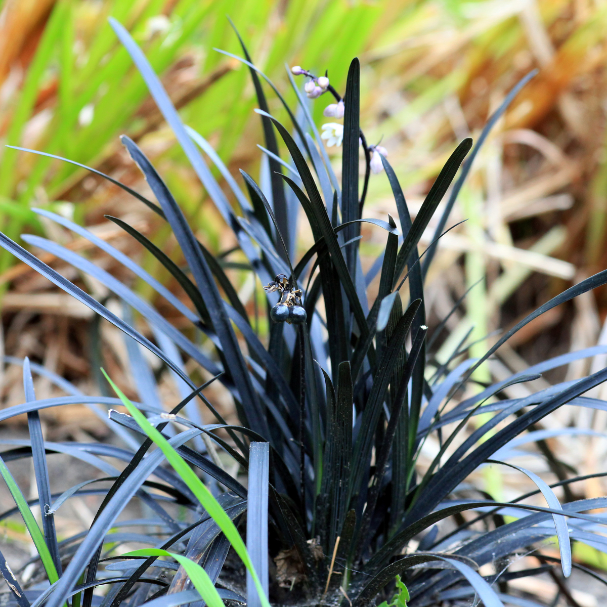Fekete kígyószakáll – Ophiopogon planiscapus ‘Niger’ 1 Fekete kígyószakáll – Ophiopogon planiscapus ‘Niger’