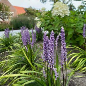 Gyöngyikés Gyepliliom – Liriope muscari ‘Grande Purple’