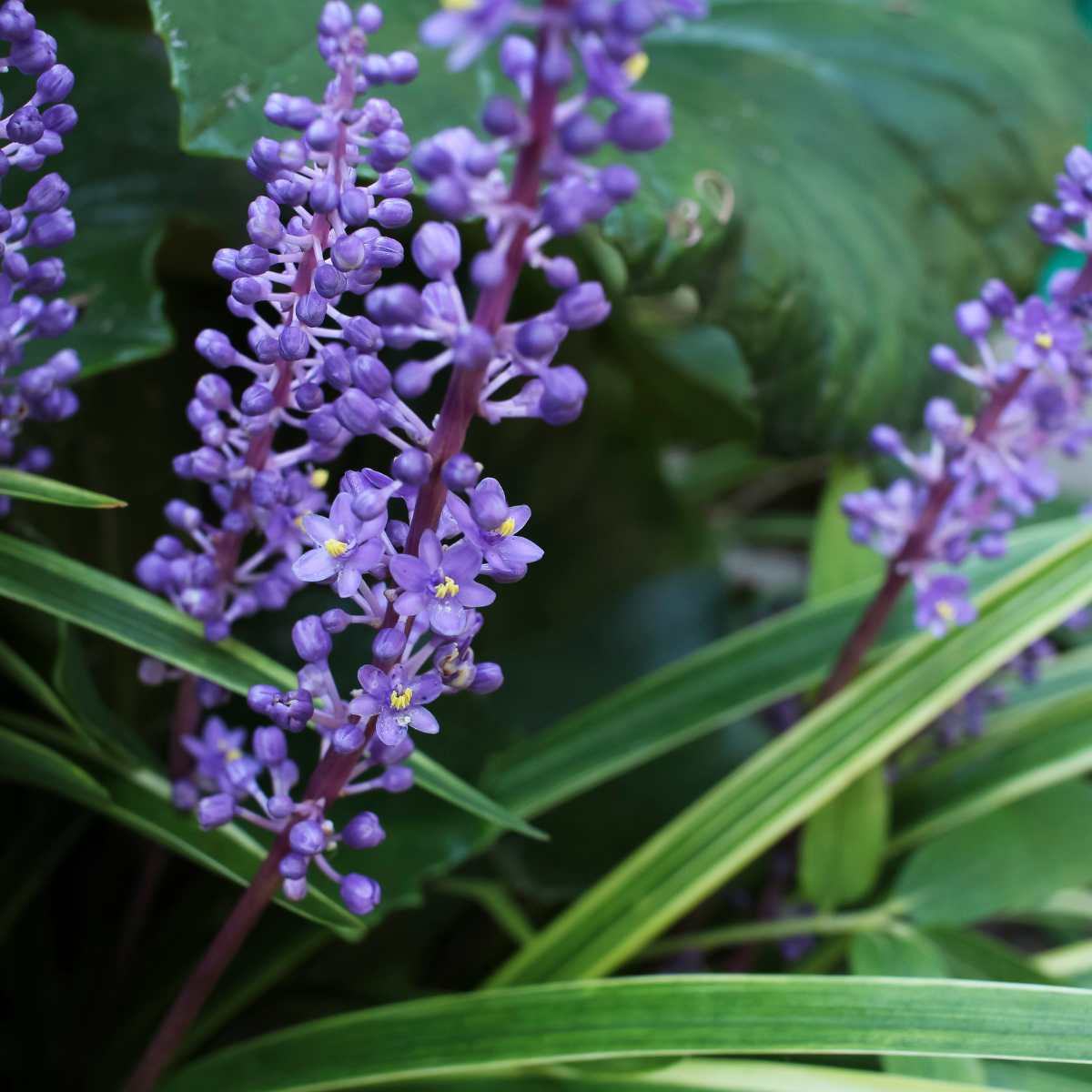 Gyöngyikés Gyepliliom – Liriope muscari ‘Grande Purple’ 2 Gyöngyikés Gyepliliom – Liriope muscari ‘Grande Purple’ - Image 2