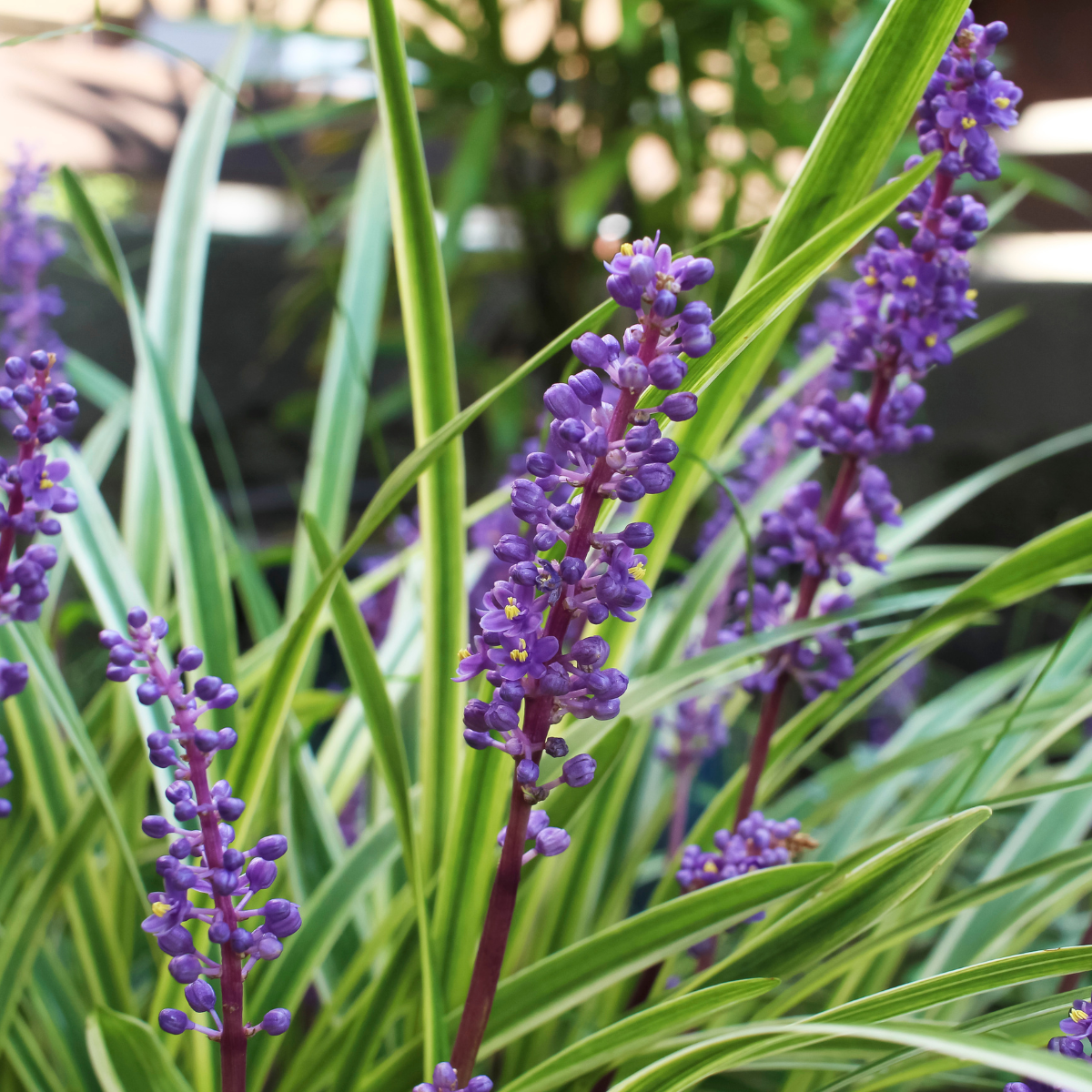 Gyöngyikés Gyepliliom – Liriope muscari ‘Grande Purple’ 3 Gyöngyikés Gyepliliom – Liriope muscari ‘Grande Purple’ - Image 3
