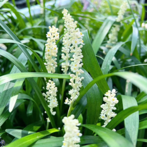 Gyöngyikés Gyepliliom – Liriope muscari ‘Monroe White’