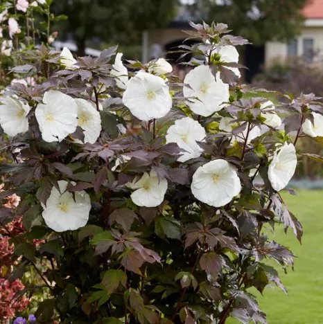 Mocsári hibiszkusz – Hibiscus moscheutos CAROUSEL ‘Ghost’ 1 Mocsári hibiszkusz – Hibiscus moscheutos CAROUSEL ‘Ghost’