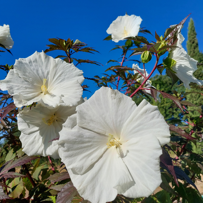 Mocsári hibiszkusz – Hibiscus moscheutos CAROUSEL ‘Ghost’ 2 Mocsári hibiszkusz – Hibiscus moscheutos CAROUSEL ‘Ghost’ - Image 2
