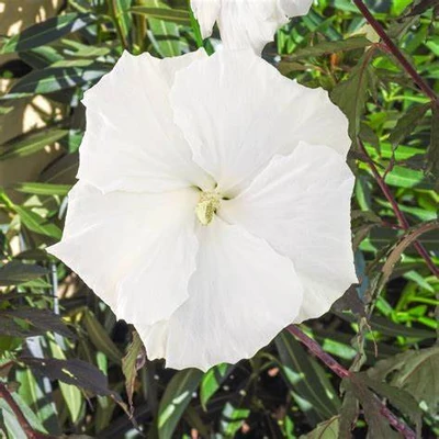 Mocsári hibiszkusz – Hibiscus moscheutos CAROUSEL ‘Ghost’ 3 Mocsári hibiszkusz – Hibiscus moscheutos CAROUSEL ‘Ghost’ - Image 3