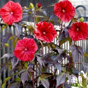 Mocsári hibiszkusz – Hibiscus moscheutos CAROUSEL ‘Red Wine’