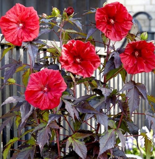 Mocsári hibiszkusz – Hibiscus moscheutos CAROUSEL ‘Red Wine’ 1 Mocsári hibiszkusz – Hibiscus moscheutos CAROUSEL ‘Red Wine’