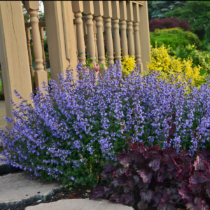Kerti Macskamenta – Nepeta × faassenii ‘Purrsian Blue’