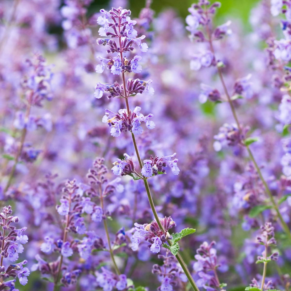 Kerti Macskamenta – Nepeta × faassenii ‘Purrsian Blue’ 2 Kerti Macskamenta – Nepeta × faassenii ‘Purrsian Blue’ - Image 2