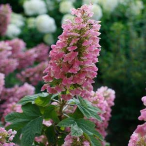 Főoldal 4 ‘Amethyst’ - Tölgylevelű hortenzia – Hydrangea quercifolia