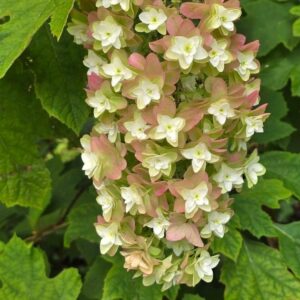 ‘Magical Snowcircle’ – Tölgylevelű hortenzia – Hydrangea quercifolia
