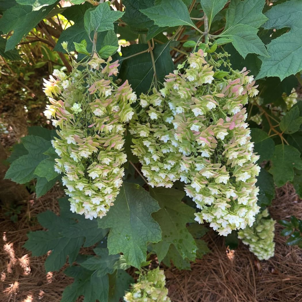 ‘Magical Snowcircle’ – Tölgylevelű hortenzia – Hydrangea quercifolia 2 ‘Magical Snowcircle’ – Tölgylevelű hortenzia – Hydrangea quercifolia - Image 2