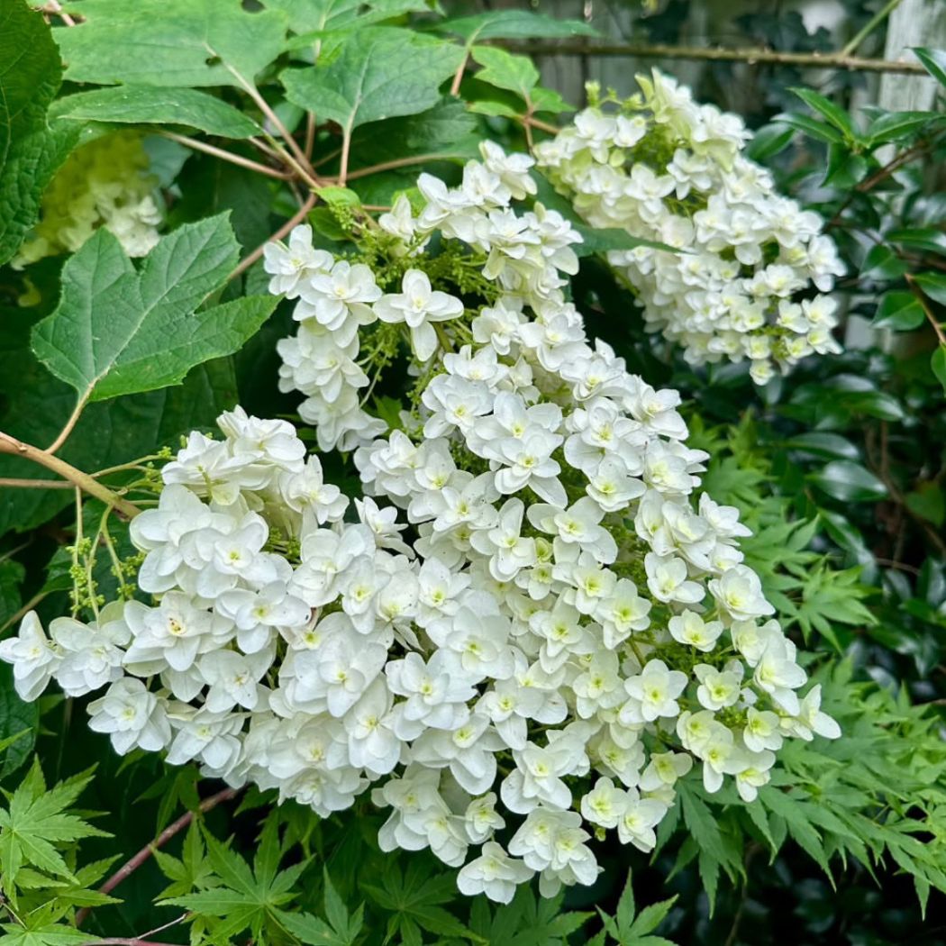 ‘Magical Snowcircle’ – Tölgylevelű hortenzia – Hydrangea quercifolia 3 ‘Magical Snowcircle’ – Tölgylevelű hortenzia – Hydrangea quercifolia - Image 3