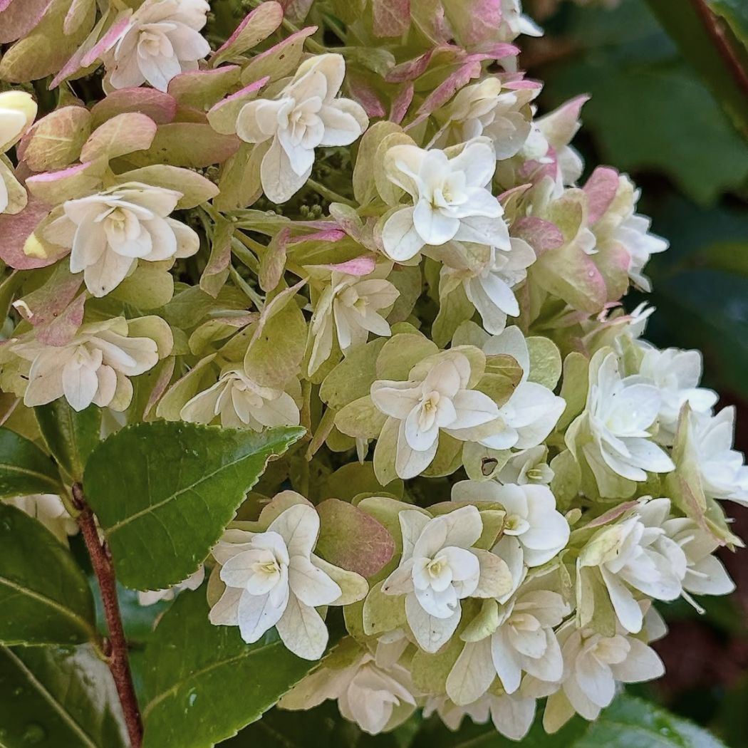 ‘Magical Snowcircle’ – Tölgylevelű hortenzia – Hydrangea quercifolia 4 ‘Magical Snowcircle’ – Tölgylevelű hortenzia – Hydrangea quercifolia - Image 4