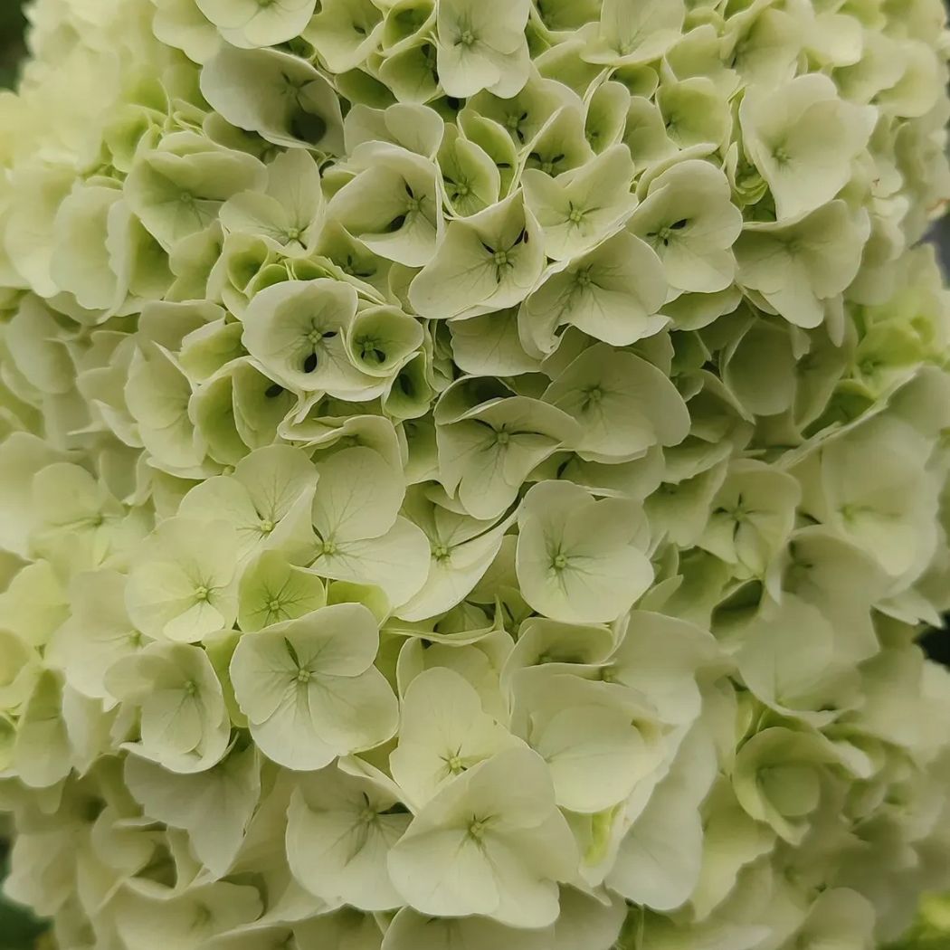 ‘Tara’ – Tölgylevelű hortenzia – Hydrangea quercifolia 4 ‘Tara’ – Tölgylevelű hortenzia – Hydrangea quercifolia - Image 4