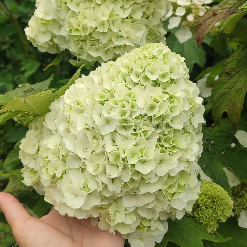 ‘Tara’ – Tölgylevelű hortenzia – Hydrangea quercifolia 3 ‘Tara’ – Tölgylevelű hortenzia – Hydrangea quercifolia - Image 3