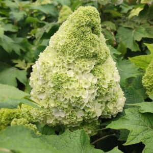 ‘Tara’ – Tölgylevelű hortenzia – Hydrangea quercifolia