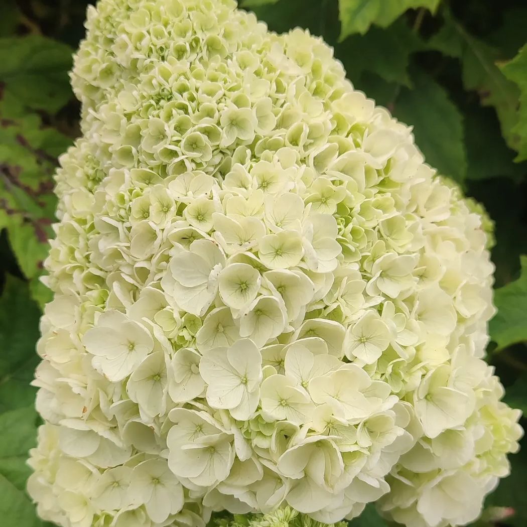 ‘Tara’ – Tölgylevelű hortenzia – Hydrangea quercifolia 2 ‘Tara’ – Tölgylevelű hortenzia – Hydrangea quercifolia - Image 2