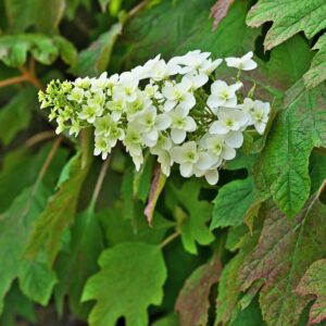 Tölgylevelű Hortenziák - Hydrangea Quercifolia