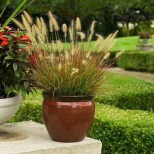 Tollborzfű – Cenchrus alopecuroides (syn. Pennisetum) ‘Burgundy Bunny’