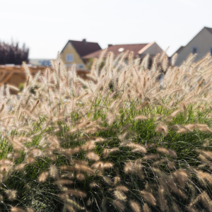 Tollborzfű – Cenchrus alopecuroides (syn. Pennisetum) ‘Hameln’