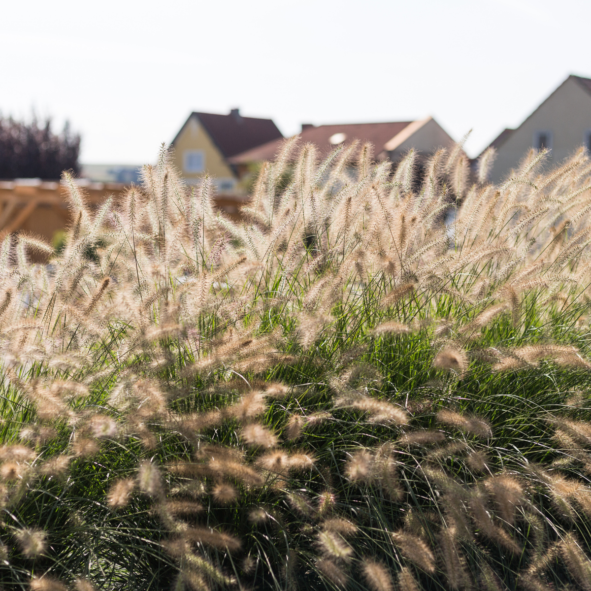 Tollborzfű – Cenchrus alopecuroides (syn. Pennisetum) ‘Hameln’ 1 Tollborzfű – Cenchrus alopecuroides (syn. Pennisetum) ‘Hameln’