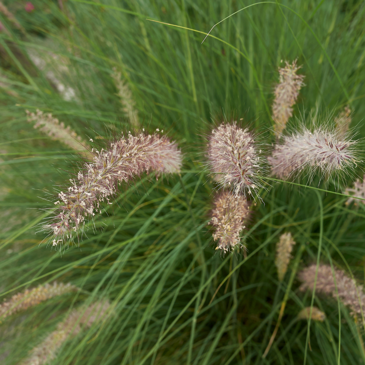 Tollborzfű – Cenchrus alopecuroides (syn. Pennisetum) ‘Hameln’ 2 Tollborzfű – Cenchrus alopecuroides (syn. Pennisetum) ‘Hameln’ - Image 2