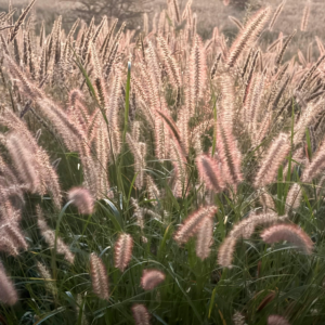 Tollborzfű – Cenchrus alopecuroides (syn. Pennisetum) WORRY-FREE ‘Praliné’