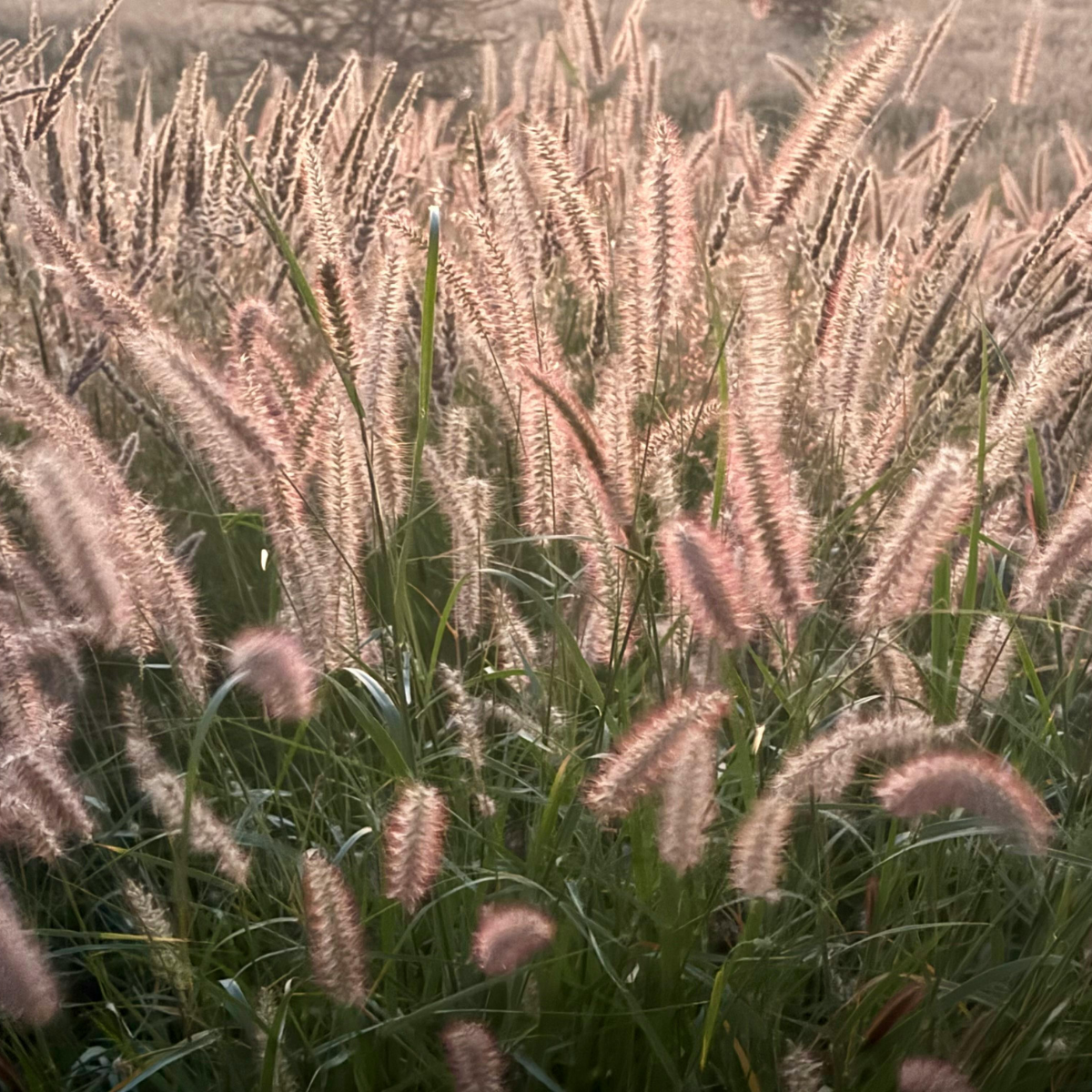 Tollborzfű – Cenchrus alopecuroides (syn. Pennisetum) WORRY-FREE ‘Praliné’ 1 Tollborzfű – Cenchrus alopecuroides (syn. Pennisetum) WORRY-FREE ‘Praliné’